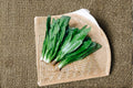Culantro Seeds – Ngo Gai / Vietnamese Recao – Tropical Culinary Herb – Eryngium foetidum – Strong Cilantro Flavor