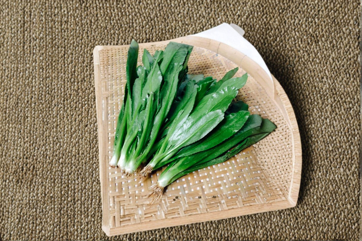 Culantro Seeds – Ngo Gai / Vietnamese Recao – Tropical Culinary Herb – Eryngium foetidum – Strong Cilantro Flavor