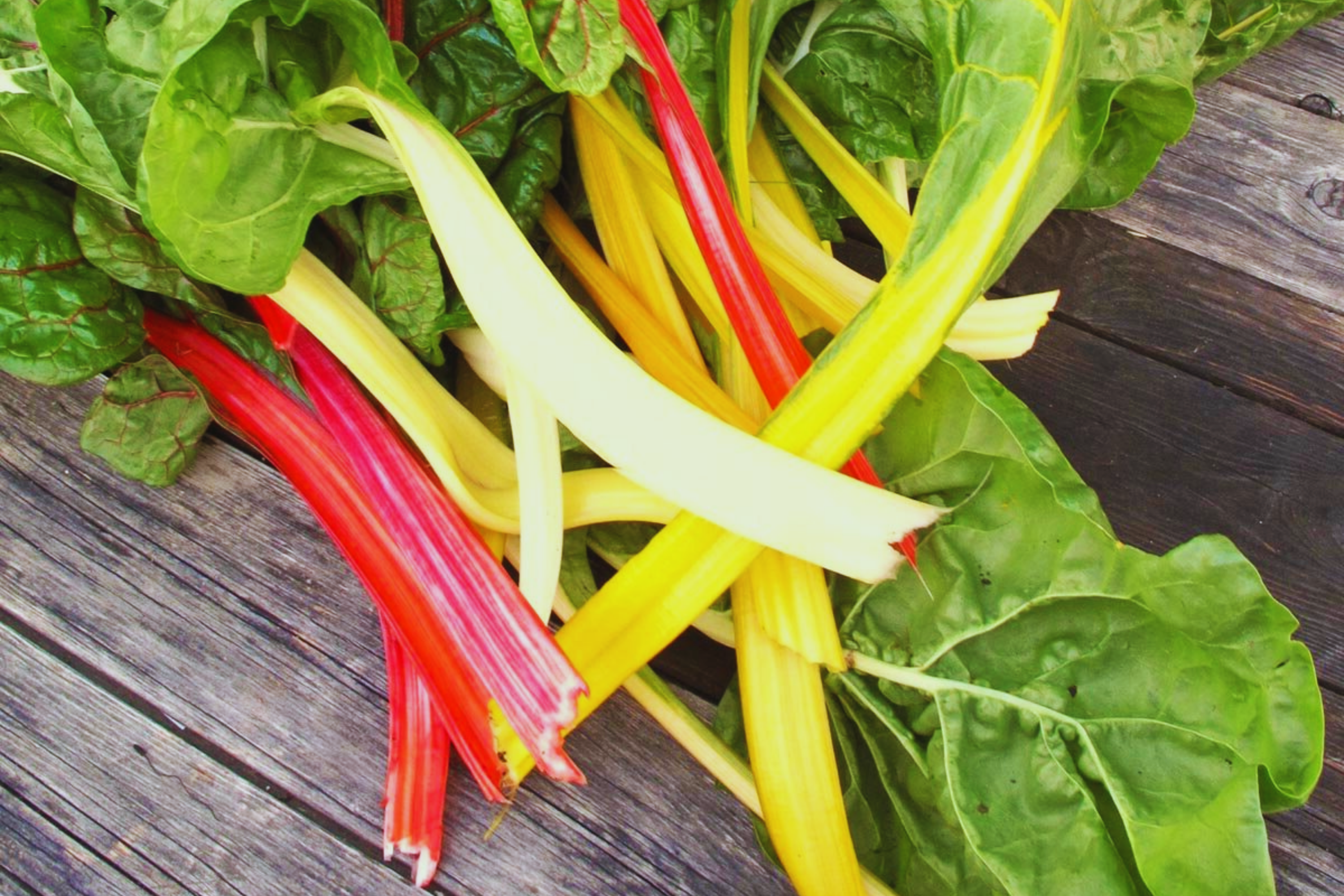 Rainbow Swiss Chard Seeds | Bright Lights Mix | Non-GMO Beta vulgaris subsp. vulgaris | Colorful Stems & Leaves