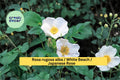 White Beach Rose Seeds Rosa rugosa alba, Hardy Flowering Shrub, 25 Seeds for Garden Borders & Landscape