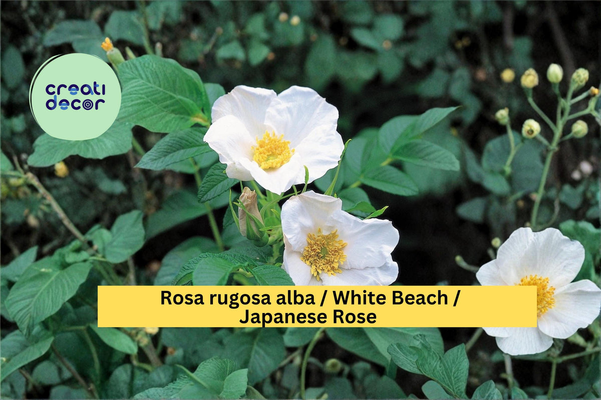 White Beach Rose Seeds Rosa rugosa alba, Hardy Flowering Shrub, 25 Seeds for Garden Borders & Landscape