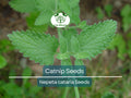 500 Catnip Seeds - Perennial Herb Nepeta cataria, Non-GMO, Organic, Indoor & Outdoor Growing, Cat Lover Gift