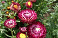 Purple Red Strawflower Seeds - Helichrysum bracteatum, 24-40 Inch Tall, Everlasting Dried & Cut Flowers, Full Sun, Non-GMO, USDA Zones 2-10
