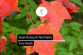 10 Acer rubrum Northern Red Maple Seeds | Vibrant Fall Foliage Shade Tree | Cold-Hardy Deciduous Tree