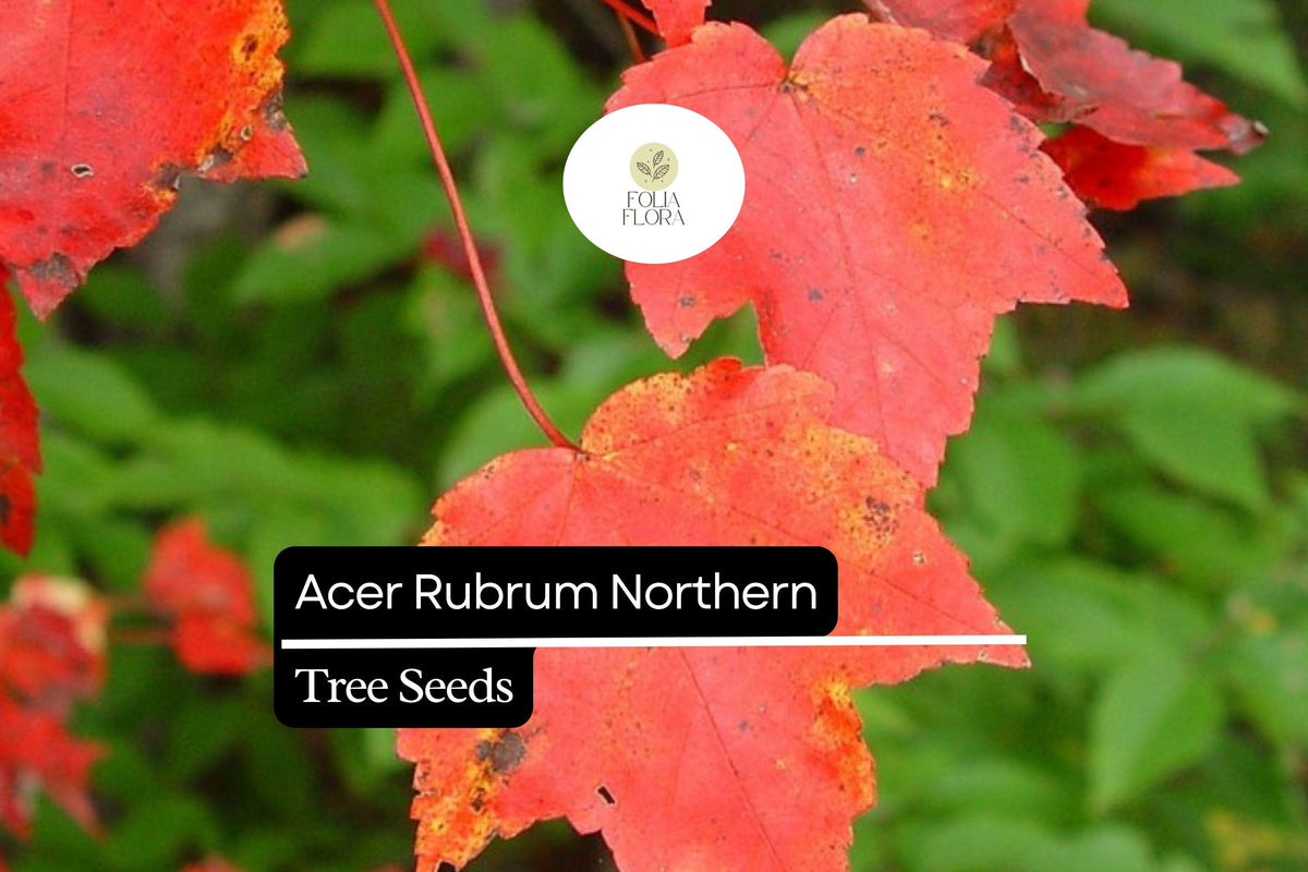 10 Acer rubrum Northern Red Maple Seeds | Vibrant Fall Foliage Shade Tree | Cold-Hardy Deciduous Tree