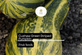 20 Seeds Cushaw Green Striped Pumpkin Heirloom Winter Squash Cucurbita argyrosperma for Baking, Cooking, Pies