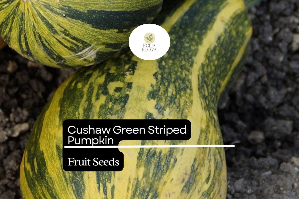 20 Seeds Cushaw Green Striped Pumpkin Heirloom Winter Squash Cucurbita argyrosperma for Baking, Cooking, Pies