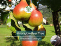 Moonglow Pear Tree Scions – Unrooted 10-12 Inch Grafting & Propagation Pyrus communis Fruit Tree