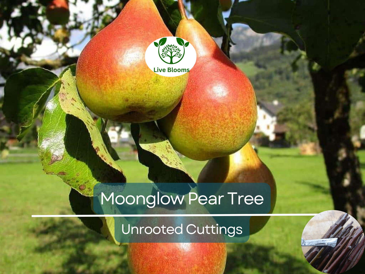 Moonglow Pear Tree Scions – Unrooted 10-12 Inch Grafting & Propagation Pyrus communis Fruit Tree