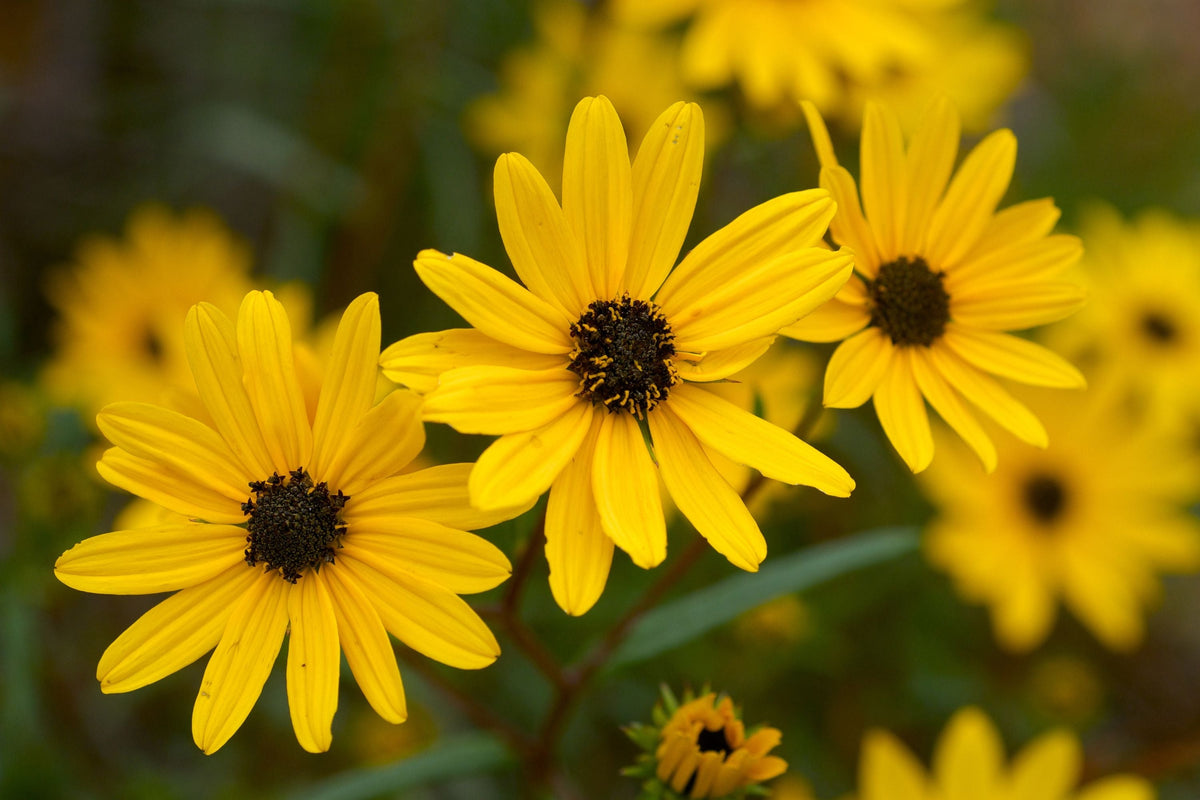 Helianthus Angustifolius Seeds | Narrowleaf Swamp Sunflower | Bright Yellow Blooms | Native Perennial for Wetlands & Gardens