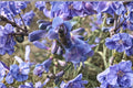 Penstemon acuminatus Seeds – 100 mg Native Sharpleaf Penstemon Wildflower for Pollinator Gardens, Bees, Butterflies, Hummingbirds