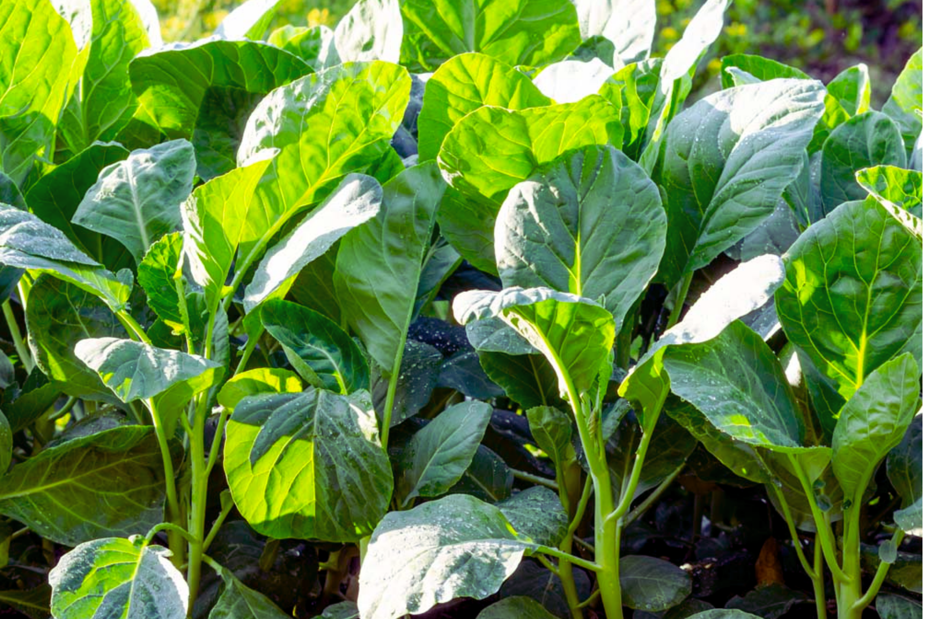 Kai-lan Seeds | Chinese Broccoli, White-Flowering Variety | Brassica oleracea var. alboglabra