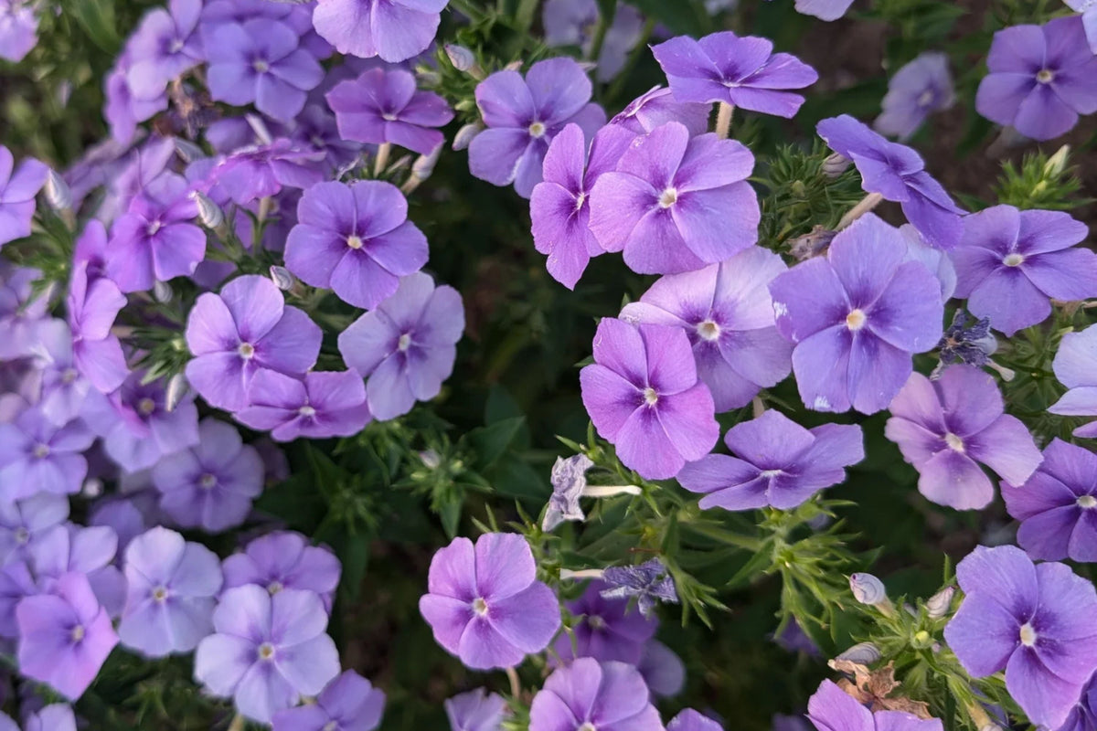 Beauty Blue Phlox Seeds - Phlox drummondii, Violet-Blue Blooms, Fragrant, Pollinator-Friendly, 8-12 Inch Annual Garden Seeds