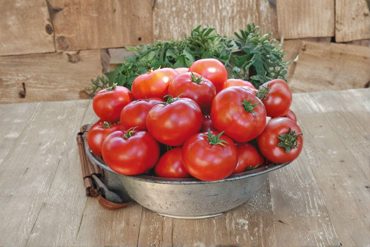 Tomato Seeds – Legend Open-Pollinated, Disease-Resistant, Medium Fruits, Solanum lycopersicum, Garden Vegetable Seeds