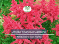 Astilbe Younique Carmine Bare Root Plant – Vibrant Pink-Red Summer Blooms, Deer Resistant Perennial