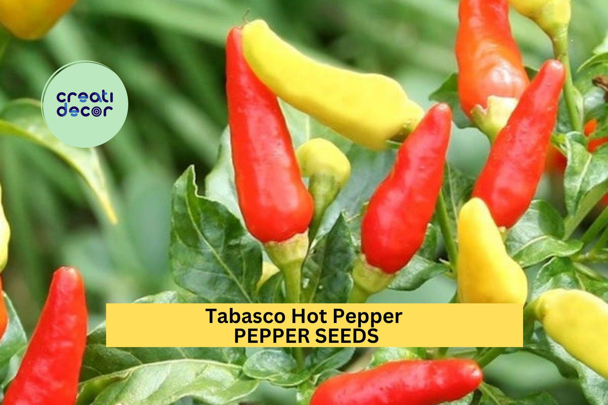 3pcs Tabasco Hot Pepper Seeds – Heirloom Chili for Hot Sauce, Pickling & Gardening – Capsicum frutescens