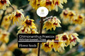 10 Seeds Chimonanthus Praecox Wintersweet Tree | Fragrant Ornamental Shrub | Hardy Winter-Blooming Plant
