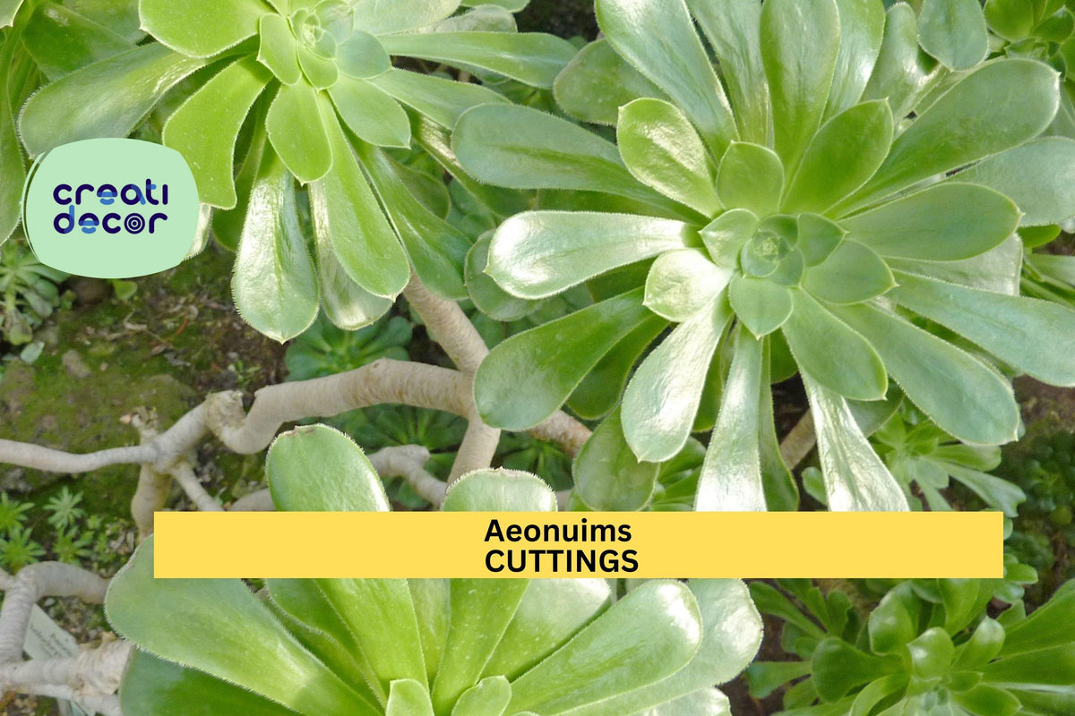 Aeonium Succulent Cutting | Unrooted Rosette Starter | Colorful Foliage | Easy Propagation | Drought-Tolerant Succulent Plant
