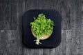 Chinese Celery Seeds – Kintsai Dark Green, Asian Celery, Strong Aroma, Crisp Stems & Leaves, Apium graveolens var. secalinum