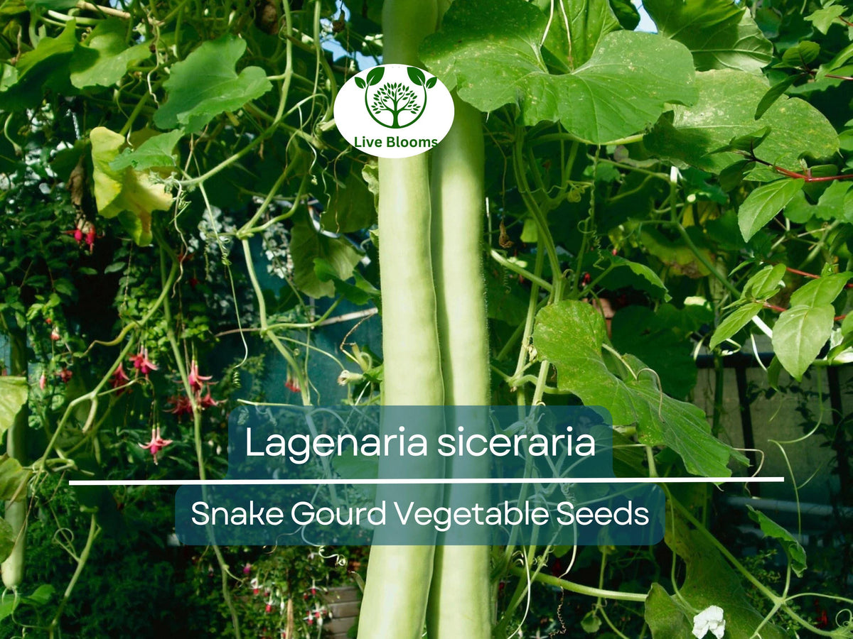 Snake Gourd Seeds – Edible, Non-GMO, Heirloom, Long, Lagenaria siceraria, Perfect for Cooking and Garden Growth