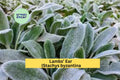 Lambs’ Ear Plants | Bare Root Starter Set of 3 | Silver Foliage | Stachys byzantina Perennial Groundcover