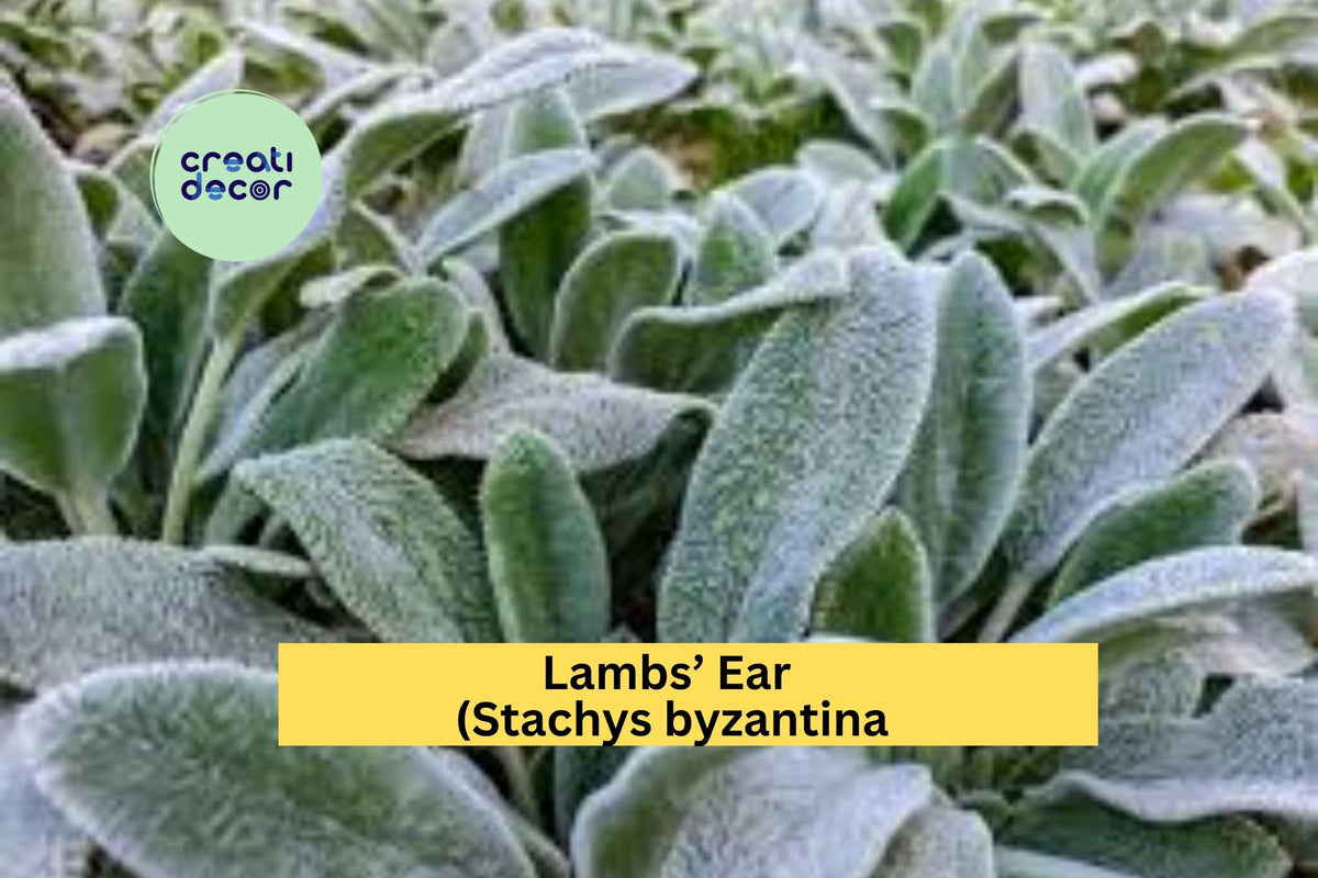Lambs’ Ear Plants | Bare Root Starter Set of 3 | Silver Foliage | Stachys byzantina Perennial Groundcover