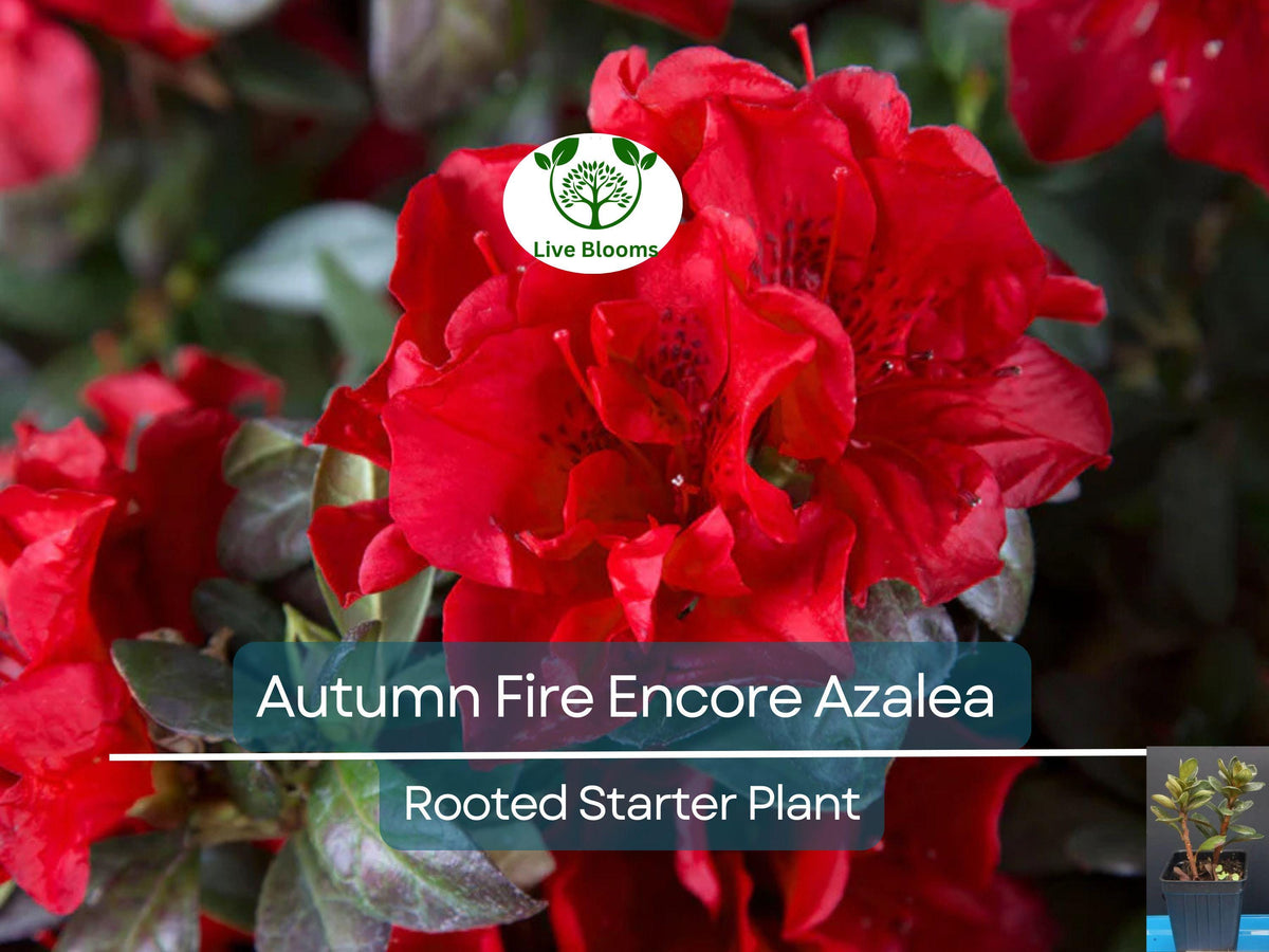 Encore Autumn Fire Azalea Plant – Deep Red Fall Blooms, Deciduous Shrub, Well-Rooted Starter, 4-10 Inches, Rhododendron
