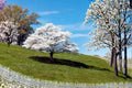 White Flowering Dogwood Trees - 2 Live 2ft Tall Cornus florida Spring Blooming Ornamental Trees