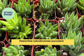 Haworthia rubrobrunnea Succulent in 2” Planter – Mini Indoor Plant for Home Decor & Gardening Gifts