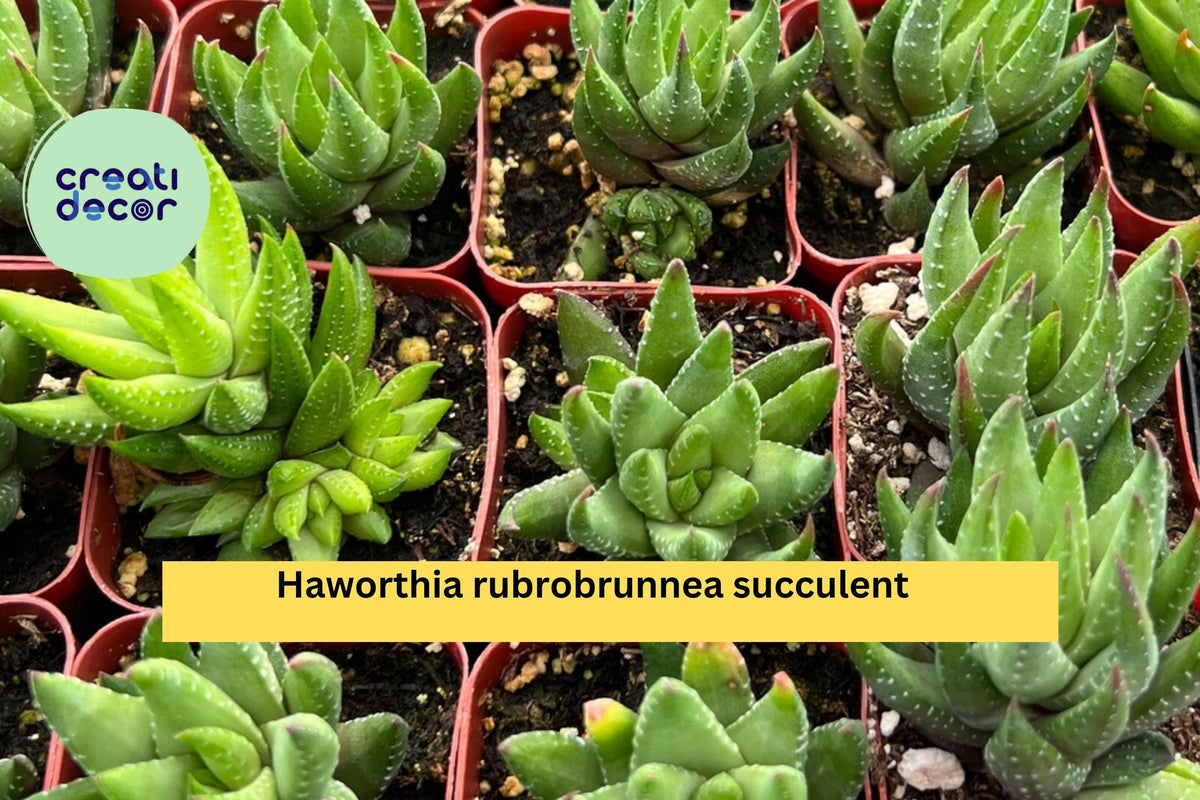 Haworthia rubrobrunnea Succulent in 2” Planter – Mini Indoor Plant for Home Decor & Gardening Gifts