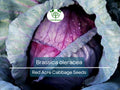 Red Acre Cabbage Seeds – 250 Heirloom Brassica oleracea for Gardening, Fresh Eating, and Culinary Use