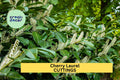 Cherry Laurel Cuttings 6-8" | Unrooted Prunus laurocerasus Evergreen Privacy Hedge Shrub
