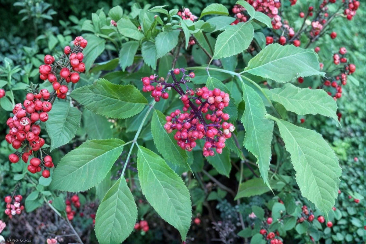 Red Elderberry Seeds – Sambucus racemosa, Woodland Shrub for Wildlife & Gardens, 30 Seeds