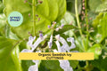 Organic Swedish Ivy Cuttings – Unrooted Plectranthus verticillatus Trailing Houseplant for Pots & Hanging Baskets