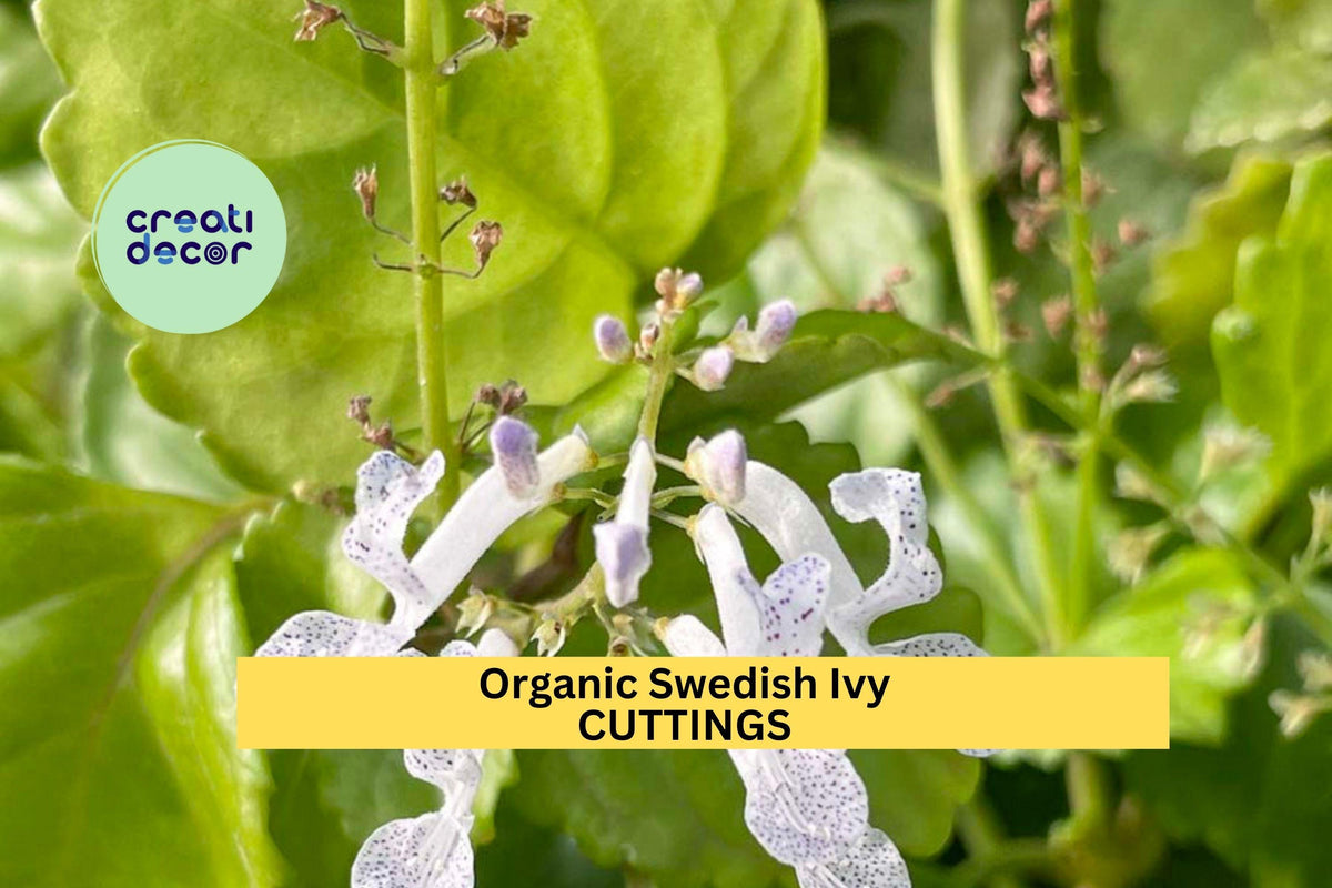 Organic Swedish Ivy Cuttings – Unrooted Plectranthus verticillatus Trailing Houseplant for Pots & Hanging Baskets