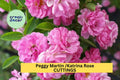 Peggy Martin Climbing Rose Cuttings – Thornless Pink Heirloom Variety – Rosa ‘Peggy Martin’ – Garden Trellis, Fence, Arbor Propagation