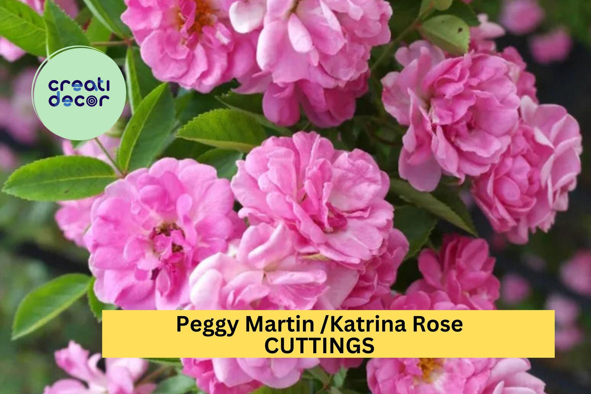 Peggy Martin Climbing Rose Cuttings – Thornless Pink Heirloom Variety – Rosa ‘Peggy Martin’ – Garden Trellis, Fence, Arbor Propagation