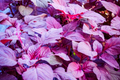 Red Amaranth Seeds | Edible Amaranth, Chinese Spinach, Stripe Leaf Variety | Amaranthus gangeticus