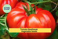 Beefsteak Tomato Seeds 3 Packs 300mg – Juicy Large Slicer Variety Solanum lycopersicum for Summer Gardens