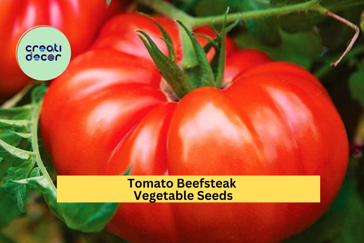 Beefsteak Tomato Seeds 3 Packs 300mg – Juicy Large Slicer Variety Solanum lycopersicum for Summer Gardens