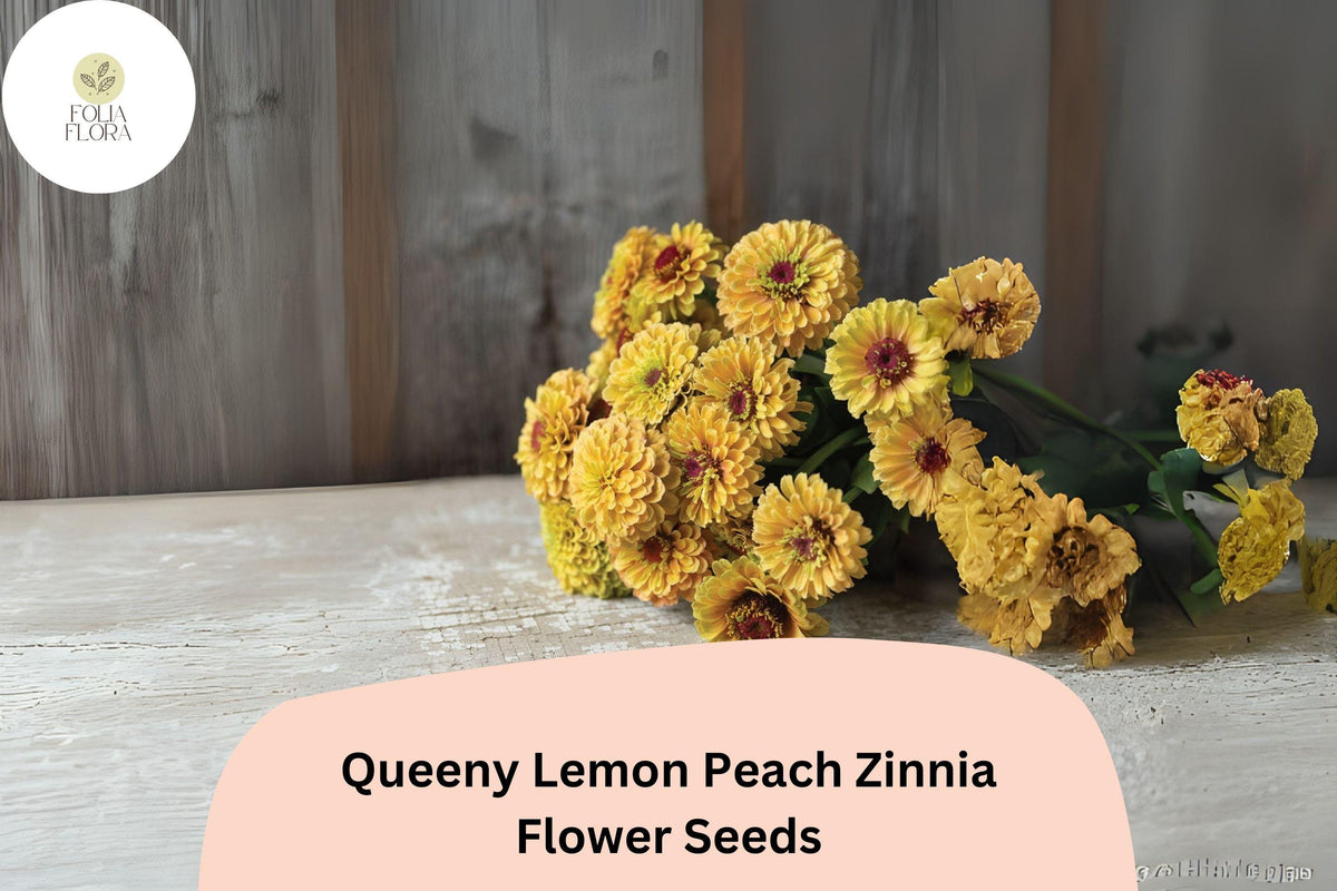 100+ Queeny Lemon Peach Zinnia Seeds – Multi-Tone Peach and Yellow Blooms, Zinnia elegans, Garden Borders & Cut Flowers