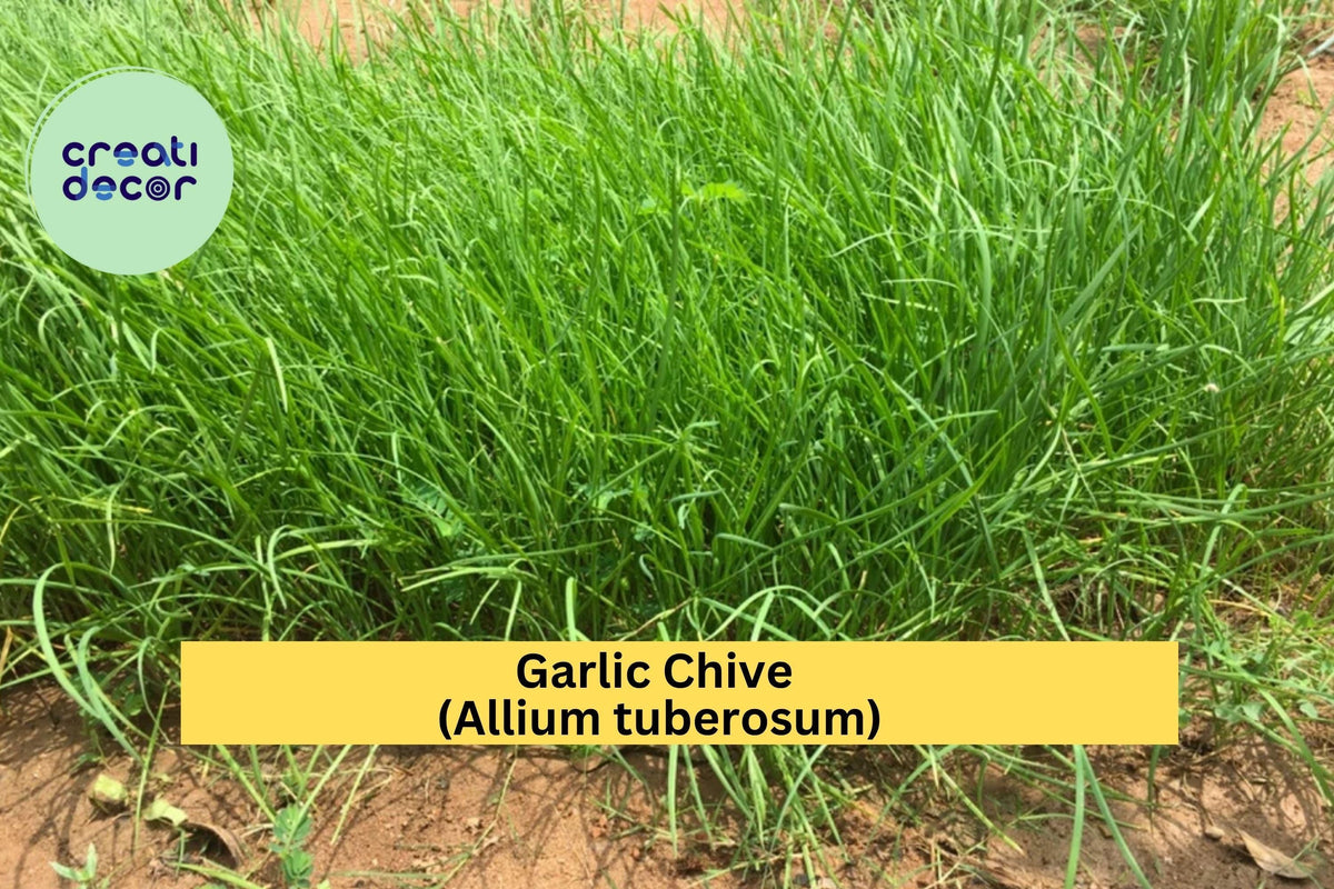 70 Garlic Chive Bare Root Plants – Allium tuberosum – Edible Herb for Culinary Use, Perennial, Organic, Full Sun