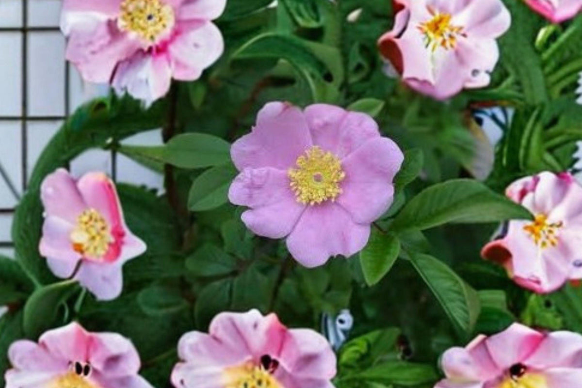 Rosa palustris Swamp Rose Seeds — Native Wetland Shrub for Ponds & Moist Gardens, Pink Flowers, Wildlife-Friendly