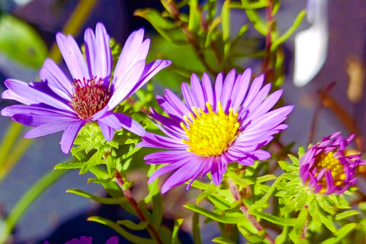 Aromatic Aster Seeds - Fall Wild Blue Aster - Symphyotrichum oblongifolium Flower Seeds for Pollinators