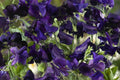 Royal Navy Blue Sweet Pea Seeds | Fragrant Purple/Blue Blooms | Climbing Vines & Pollinator Attractant | Lathyrus odoratus