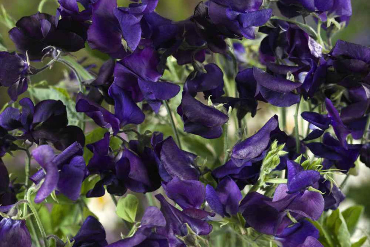 Royal Navy Blue Sweet Pea Seeds | Fragrant Purple/Blue Blooms | Climbing Vines & Pollinator Attractant | Lathyrus odoratus