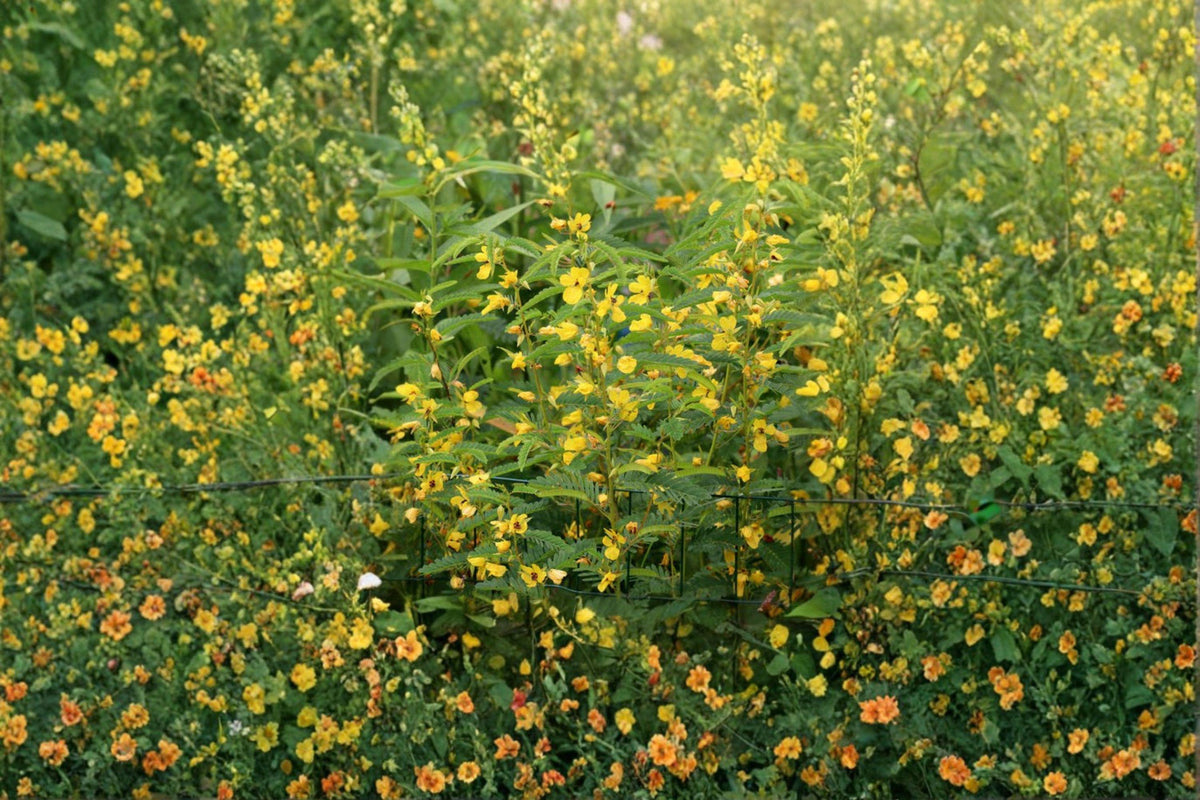 Partridge Pea Seeds – Chamaecrista fasciculata Native Wildflower for Pollinator Gardens & Prairie Restoration, 100 Seeds
