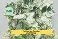 Marble Queen Pothos Cuttings Set of 3 | Variegated Indoor Vining Houseplant | Epipremnum aureum 'Marble Queen'