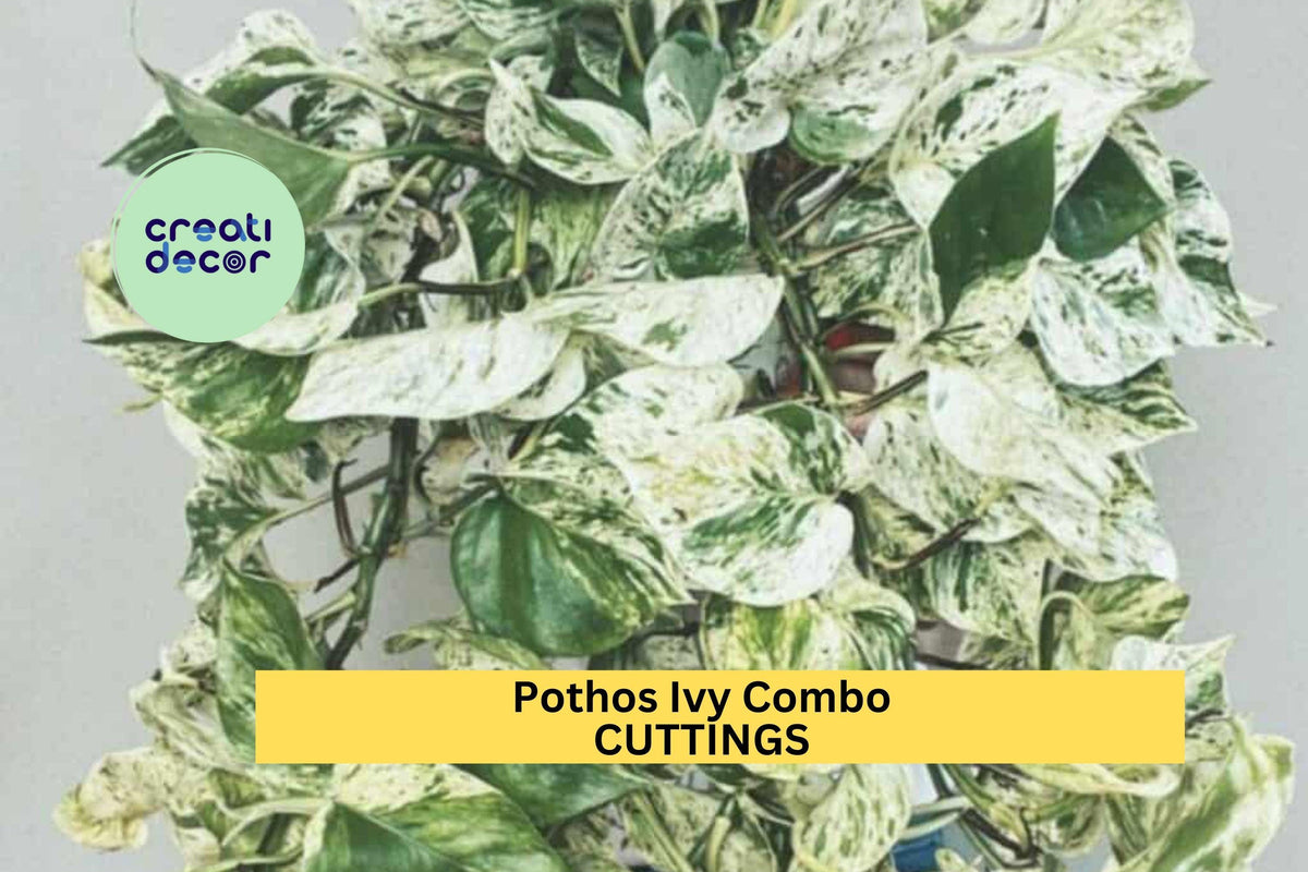 Marble Queen Pothos Cuttings Set of 3 | Variegated Indoor Vining Houseplant | Epipremnum aureum 'Marble Queen'