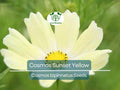 Cosmos Sunset Yellow Seeds – Non-GMO, Bright Yellow Flowers, Easy to Grow, Perfect for Gardens & Containers, Cosmos bipinnatus, 100 Seeds